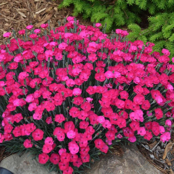 'Paint The Town Magenta' Dianthus 1 'Paint The Town Magenta' Dianthus