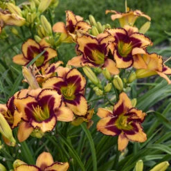 Rainbow Rhythm® 'Blazing Glory' Daylily -Great Garden Plants Sales Store 327e0ace949ee6b43ebc4a674319a7da