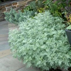 'Powis Castle' Wormwood -Great Garden Plants Sales Store 381 1453 popup