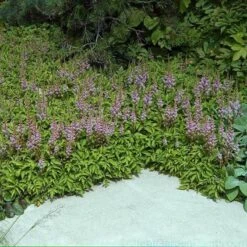 Dwarf Chinese Astilbe -Great Garden Plants Sales Store 383 1381 popup sw