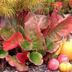 'Winterglut' Pigsqueak -Great Garden Plants Sales Store 384 1169 popup