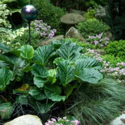 'Winterglut' Pigsqueak -Great Garden Plants Sales Store 384 1170 popup