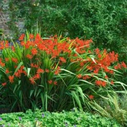 'Lucifer' Montbretia -Great Garden Plants Sales Store 392 1137 popup sw