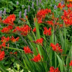 'Lucifer' Montbretia