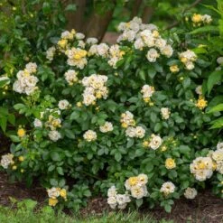 Popcorn Drift® Rose -Great Garden Plants Sales Store 3 8d7de02e 2904 4b12 9aa9 60b98f6b6d12