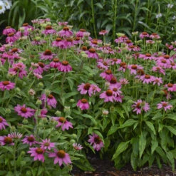 PowWow® Wild Berry Coneflower -Great Garden Plants Sales Store 3a653b634590bb1937fe7006ca0421c4