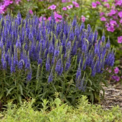 Magic Show® 'Wizard Of Ahhs' Spike Speedwell -Great Garden Plants Sales Store 3d119fef4f97c8393c3b49baba2dc318