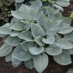 'Prairie Sky' Hosta 5 'Prairie Sky' Hosta -Great Garden Plants Sales Store 3d3d067f8e561d54b991429ad4fe642f