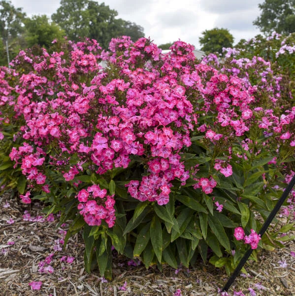 Luminary® 'Pink Lightning' Phlox 1 Luminary® 'Pink Lightning' Phlox