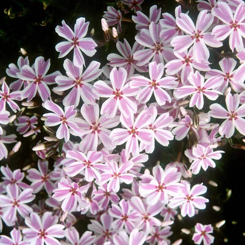 'Candy Stripe' Creeping Phlox 1 'Candy Stripe' Creeping Phlox