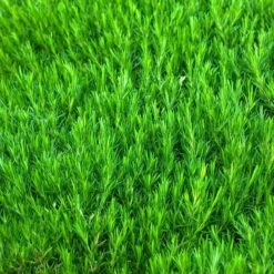 'Snowflake' Creeping Phlox 5 'Snowflake' Creeping Phlox -Great Garden Plants Sales Store 417 1315 popup sw