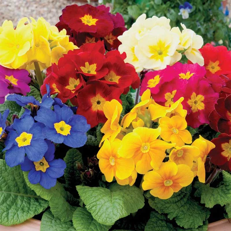 Crescendo® Mixed Primrose 2 Crescendo® Mixed Primrose - Image 2