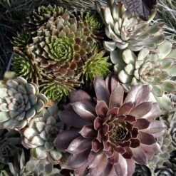 'Jeanne D'Arc' Hens & Chicks -Great Garden Plants Sales Store 429 1891 popup
