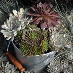 'Jeanne D'Arc' Hens & Chicks -Great Garden Plants Sales Store 429 1892 popup