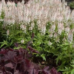 'Sugar & Spice' Foamflower -Great Garden Plants Sales Store 42 1475 popup