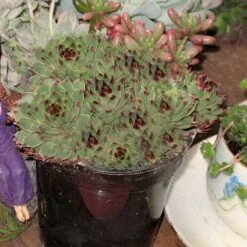 Mrs. Giuseppi Hens & Chicks -Great Garden Plants Sales Store 432 1610 popup