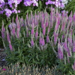 Magic Show® 'Pink Potion' Spike Speedwell 6 Magic Show® 'Pink Potion' Spike Speedwell -Great Garden Plants Sales Store 43a3b7a27fd4e4d1b3b17da66e5c1a78