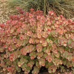 October Daphne Stonecrop -Great Garden Plants Sales Store 441 1375 popup sw