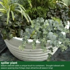 October Daphne Stonecrop -Great Garden Plants Sales Store 441 2400 popup sw