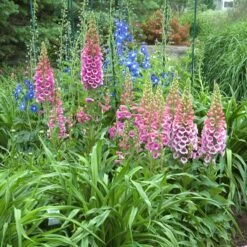 'Giant Shirley' Foxglove -Great Garden Plants Sales Store 446 1207 popup