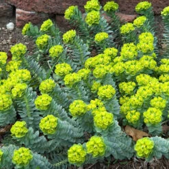 Donkey Tail -Great Garden Plants Sales Store 447 1209 popup