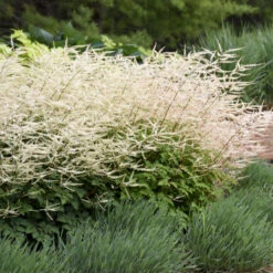 'Chantilly Lace' Goatsbeard -Great Garden Plants Sales Store 44c3d4bfbc4f2e9f3fc10f8c8e848035
