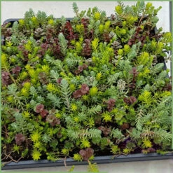 SedumSod® Mini Mats -Great Garden Plants Sales Store 488 1573