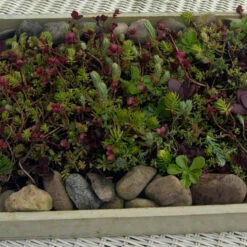 SedumSod® Mini Mats -Great Garden Plants Sales Store 488 1580