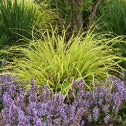 Prairie Winds® 'Lemon Squeeze' Fountain Grass -Great Garden Plants Sales Store 497Pennisetumalopecuroides LemonSqueeze 2