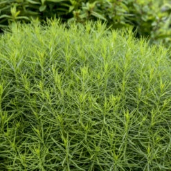 'String Theory' Bluestar -Great Garden Plants Sales Store 499Amsonia StringTheory 4