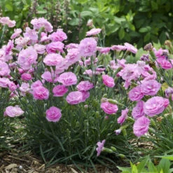 Fruit Punch® 'Sweetie Pie' Dianthus -Great Garden Plants Sales Store 4c286a16d7dc6b236cd3f82900869979