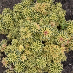 'Atlantis' Stonecrop -Great Garden Plants Sales Store 5056f02e9a561759672bee380943a21a