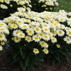 Amazing Daisies® 'Banana Cream II' Shasta Daisy -Great Garden Plants Sales Store 509Leucanthemumsuperbum BananaCreamII 1