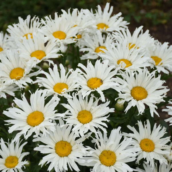 Amazing Daisies® 'Spun Silk' Shasta Daisy 1 Amazing Daisies® 'Spun Silk' Shasta Daisy
