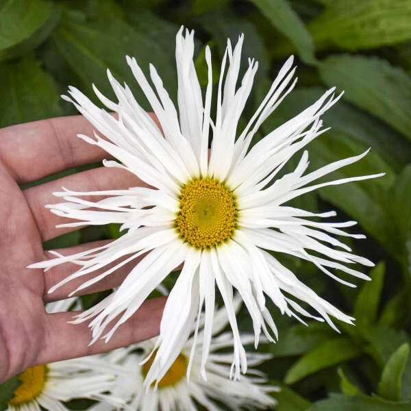 Amazing Daisies® 'Spun Silk' Shasta Daisy 2 Amazing Daisies® 'Spun Silk' Shasta Daisy - Image 2
