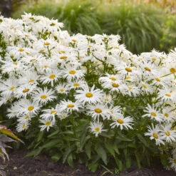 Amazing Daisies® 'Spun Silk' Shasta Daisy 7 Amazing Daisies® 'Spun Silk' Shasta Daisy -Great Garden Plants Sales Store 510Leucanthemumsuperbum SpunSilk 3