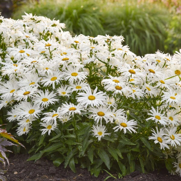 Amazing Daisies® 'Spun Silk' Shasta Daisy 3 Amazing Daisies® 'Spun Silk' Shasta Daisy - Image 3
