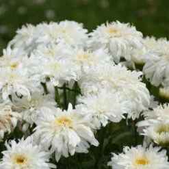 Amazing Daisies® 'Marshmallow' Shasta Daisy -Great Garden Plants Sales Store 511Leucanthemumsuperbum Marshmallow 3