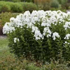 Luminary™ 'Backlight' Tall Garden Phlox