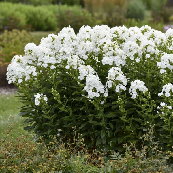 Luminary™ 'Backlight' Tall Garden Phlox 1 Luminary™ 'Backlight' Tall Garden Phlox
