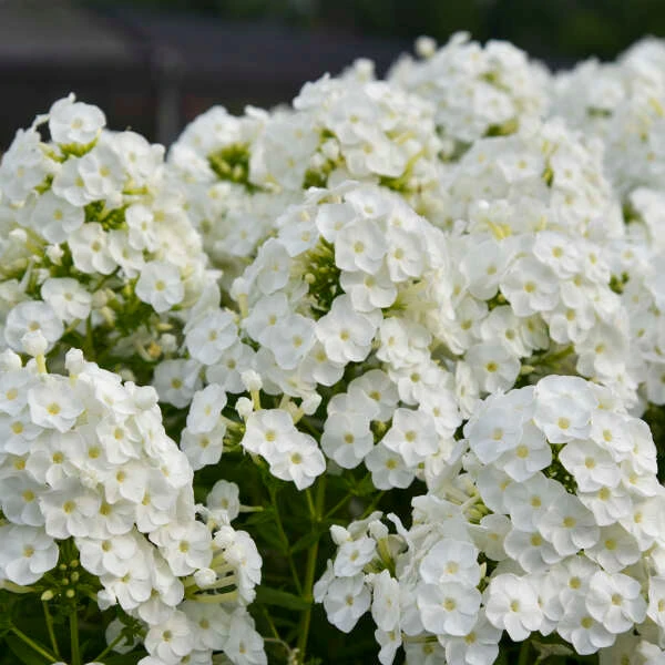 Luminary™ 'Backlight' Tall Garden Phlox 2 Luminary™ 'Backlight' Tall Garden Phlox - Image 2