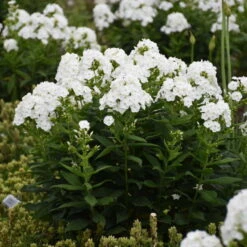 Luminary™ 'Backlight' Tall Garden Phlox 6 Luminary™ 'Backlight' Tall Garden Phlox -Great Garden Plants Sales Store 518Phloxpaniculata Backlight 3