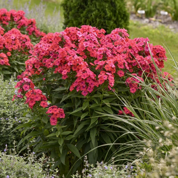 Luminary™ 'Sunset Coral' Tall Garden Phlox 1 Luminary™ 'Sunset Coral' Tall Garden Phlox