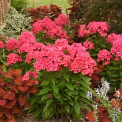 Luminary™ 'Sunset Coral' Tall Garden Phlox 7 Luminary™ 'Sunset Coral' Tall Garden Phlox -Great Garden Plants Sales Store 519Phloxpaniculata SunsetCoral 3