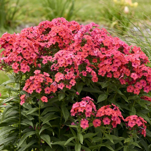 Luminary™ 'Sunset Coral' Tall Garden Phlox 4 Luminary™ 'Sunset Coral' Tall Garden Phlox - Image 4