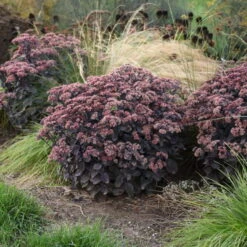 Rock 'N Grow® 'Back In Black' Stonecrop -Great Garden Plants Sales Store 520Sedum BackinBlack 3