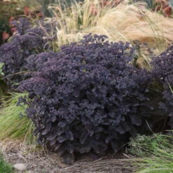 Rock 'N Grow® 'Back In Black' Stonecrop -Great Garden Plants Sales Store 520Sedum BackinBlack 4