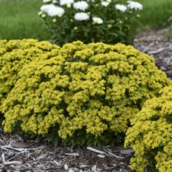 Rock 'N Round® 'Bright Idea' Stonecrop -Great Garden Plants Sales Store 521Sedum BrightIdea 3