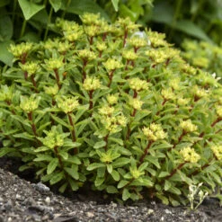 Rock 'N Round® 'Bright Idea' Stonecrop -Great Garden Plants Sales Store 521Sedum BrightIdea 4