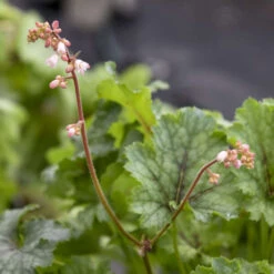 Fun And Games® 'Shadow Tag' Foamy Bells -Great Garden Plants Sales Store 52279fe2f37de96830f8455da8957103